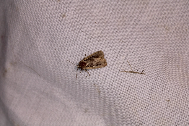 Ochropleura plecta - fehérszegélyű fűbagoly