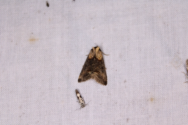 Abrostola triplasia - közönséges csalánbagoly