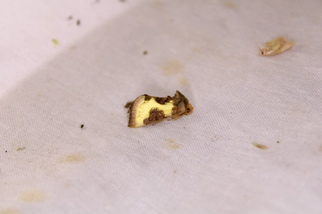 Diachrysia stenochrysis - rejtőző aranybagoly