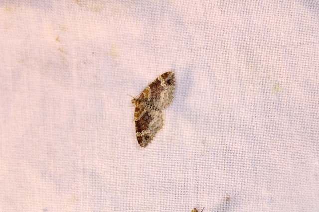 Xanthorhoe spadicearia - sávos tarkaaraszoló