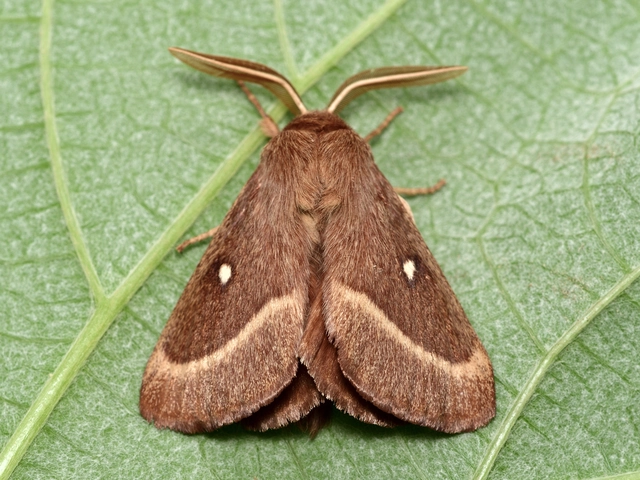 Lasiocampa trifolii - lóhereszövő