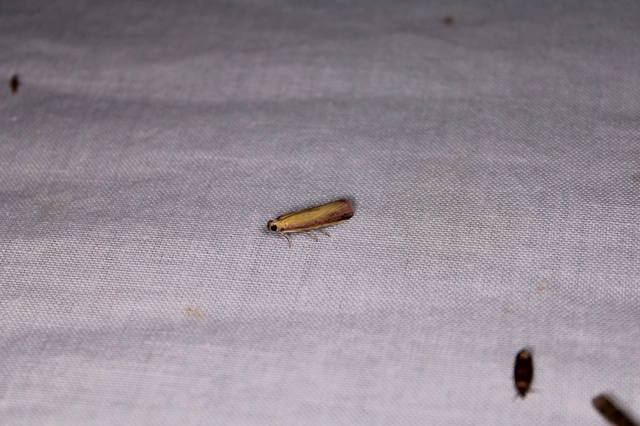 Oncocera semirubella - lucernamoly