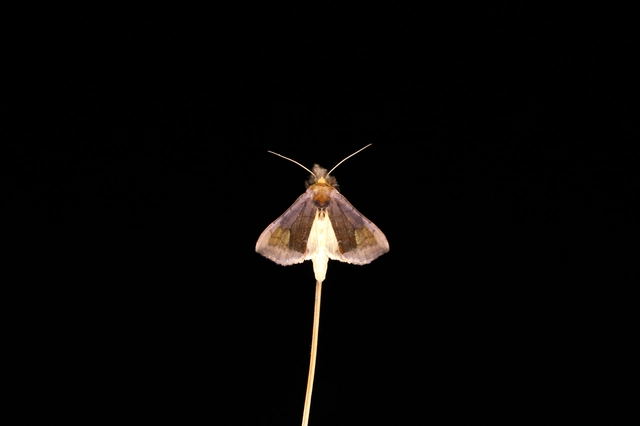 Diachrysia chryson - nagyfoltú aranybagoly