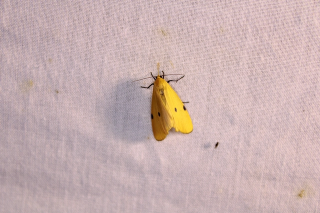 Lithosia quadra - négypettyes zuzmószövő