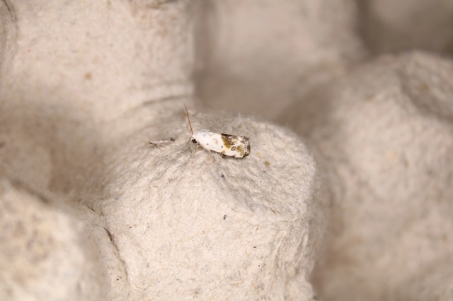 Ponometia candefacta - parlagfűbagoly