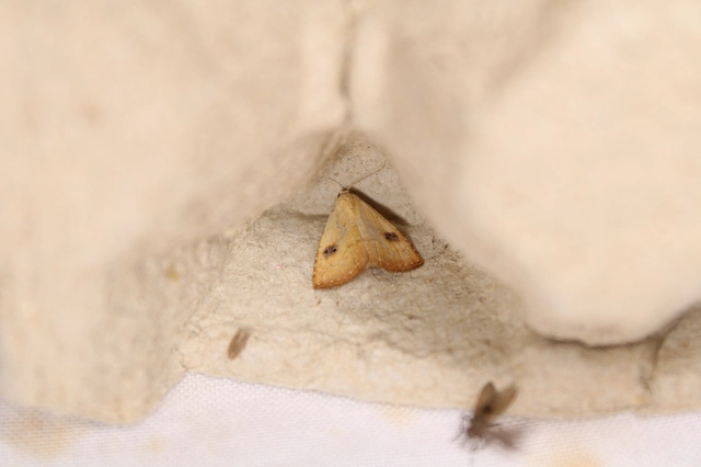 Rivula sericealis - selymes lórombagoly