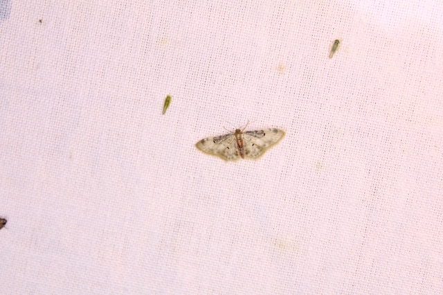 Idaea filicata - sötéttövű apróaraszoló