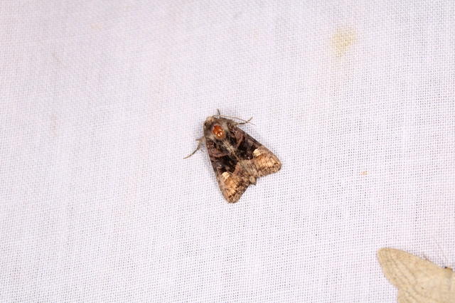 Euplexia lucipara - szeder-csipkésbagoly
