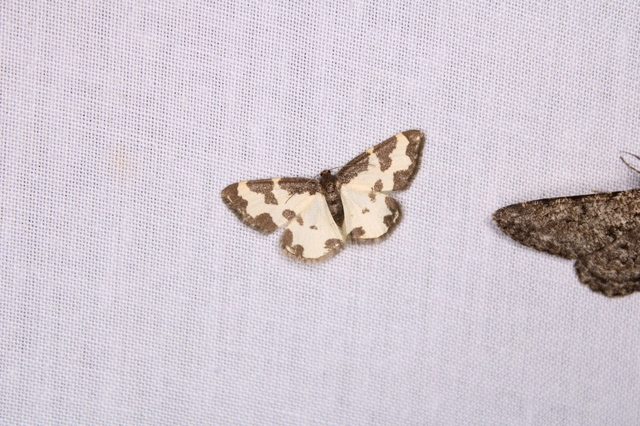 Lomaspilis marginata - szegélyes nyárfaaraszoló
