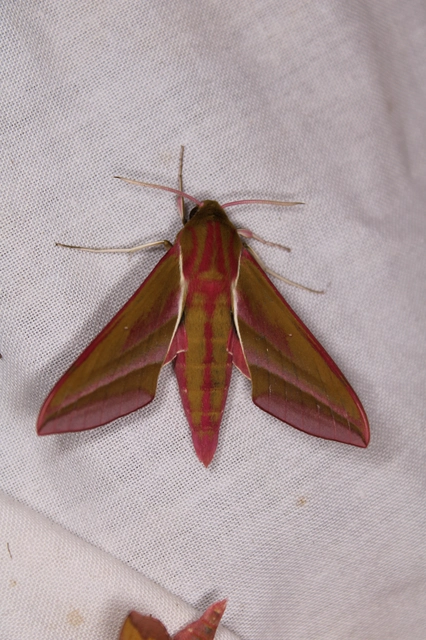 Deilephila elpenor - szőlőszender