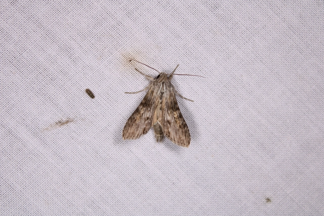 Cucullia xeranthemi - vasvirág-csuklyásbagoly