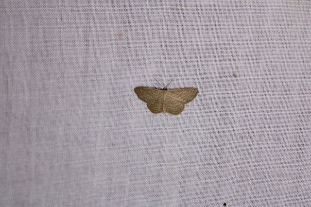 Scopula virgulata - vesszős sávosaraszoló
