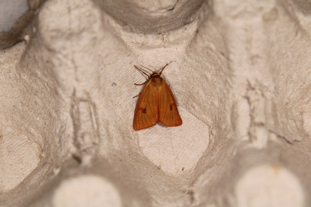 Diacrisia sannio - vörösszélű medvelepke