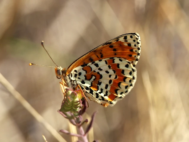 Melitaea didyma - tüzes tarkalepke