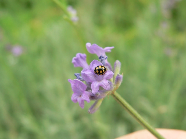 Coccinula quatuordecimpustulata - feketesárga katóka