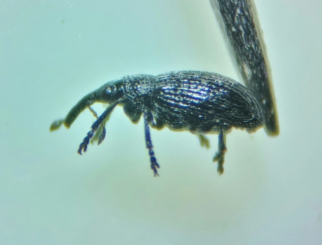 Catapion seniculus - lóhereszár-cickányormányos Catapion seniculus - lóhereszár-cickányormányos
