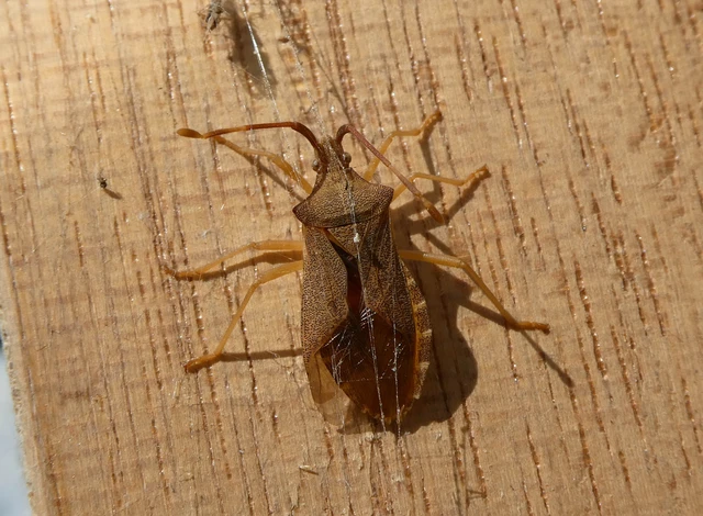 Gonocerus acuteangulatus - aranypetés karimáspoloska