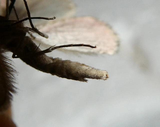 Aplocera plagiata - szürke csíkosaraszoló