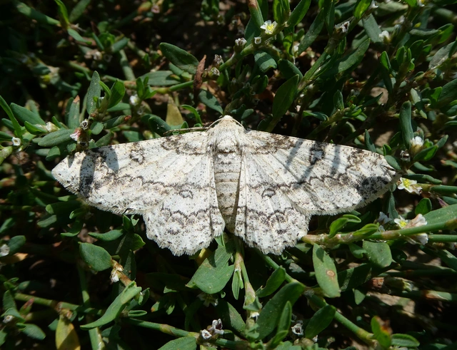 Ascotis selenaria - holdas faaraszoló