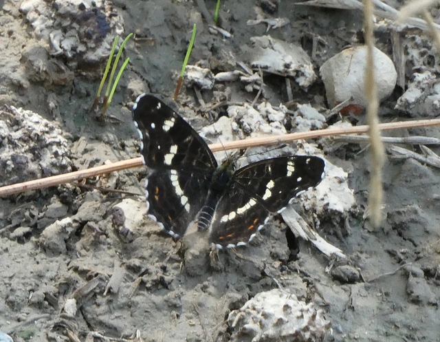 Araschnia levana - pókhálós lepke
