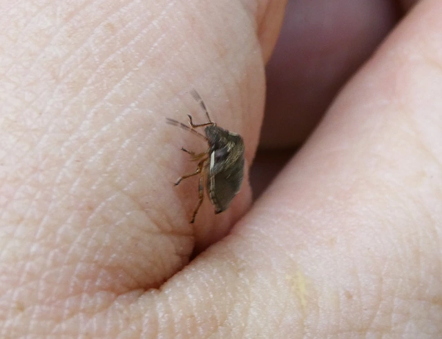 Rubiconia intermedia - bronzos címerespoloska