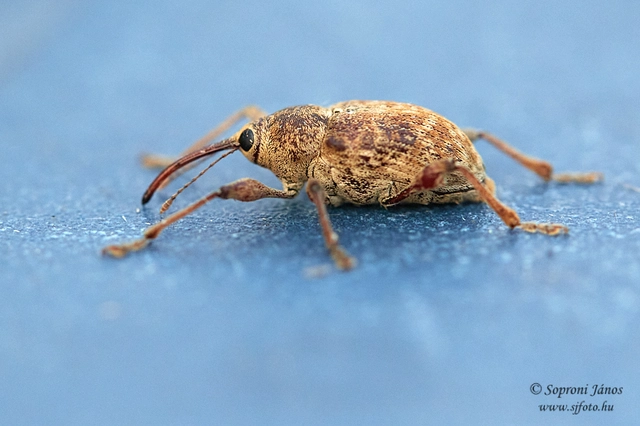 Coleoptera - Bogarak