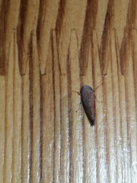 Fieberiella
