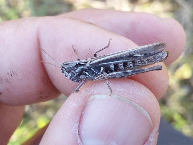 Chorthippus (Glyptobothrus) (subgenus)