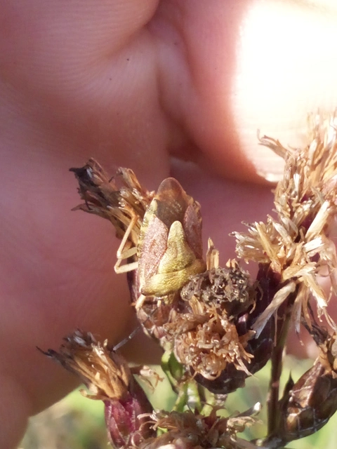 Carpocoris Carpocoris