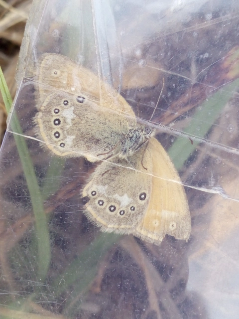 Coenonympha glycerion - közönséges szénalepke