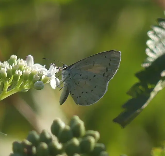 Celastrina argiolus - bengeboglárka