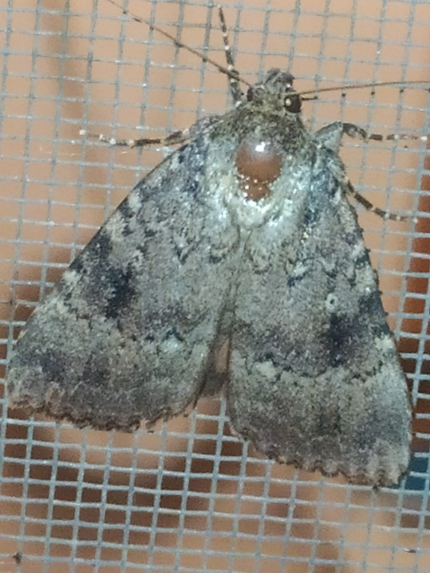 Amphipyra pyramidea - fahéjszínű bagoly