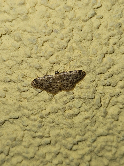Idaea inquinata - mintás apróaraszoló