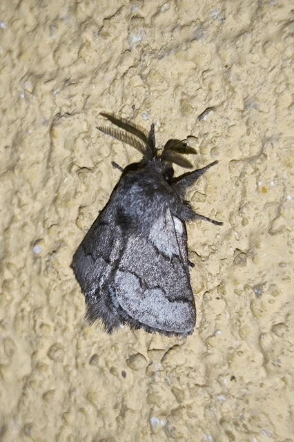 Trichiura crataegi - galagonyaszövő