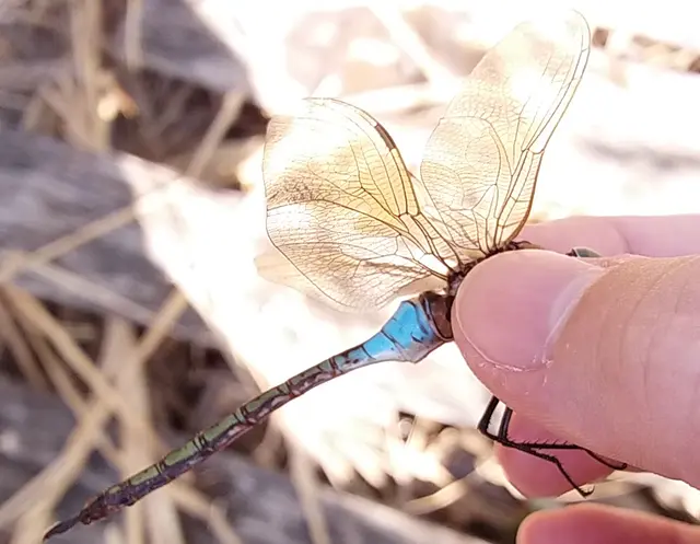 Anax parthenope - barna óriásacsa