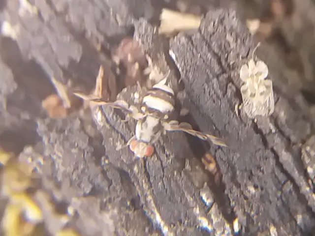 Myennis octopunctata