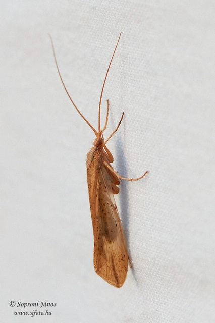 Trichoptera - Tegzesek