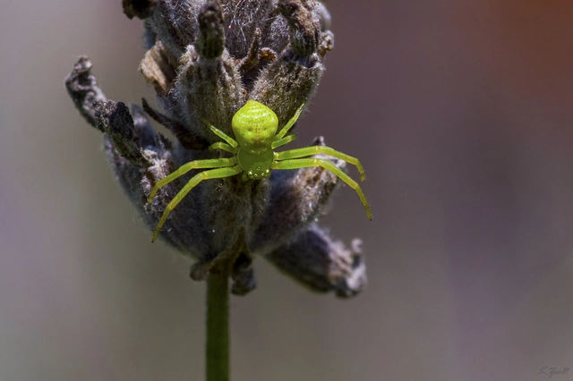 Ebrechtella tricuspidata - alakoskodó karolópók