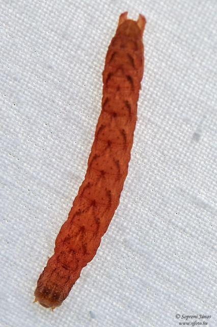 Macrolepidoptera - Nagylepkék