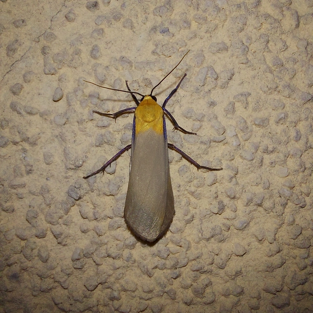 Lithosia quadra - négypettyes zuzmószövő