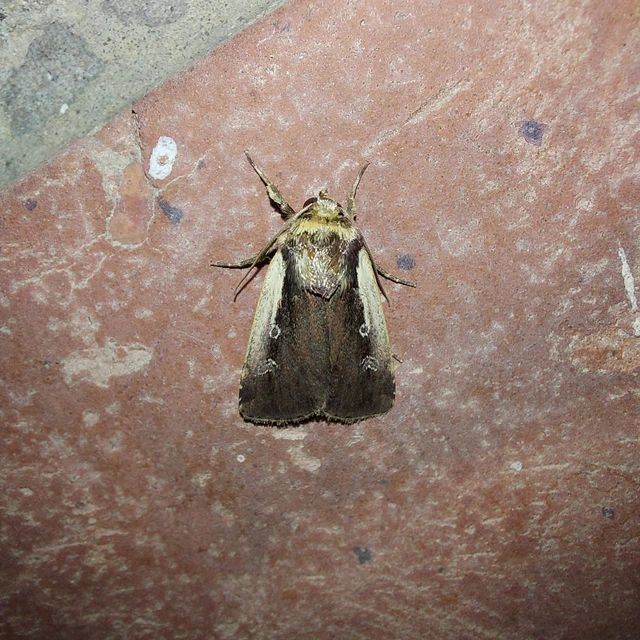 Ochropleura plecta - fehérszegélyű fűbagoly