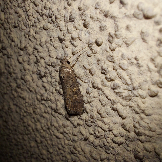 Spodoptera exigua - apró jegyesbagoly