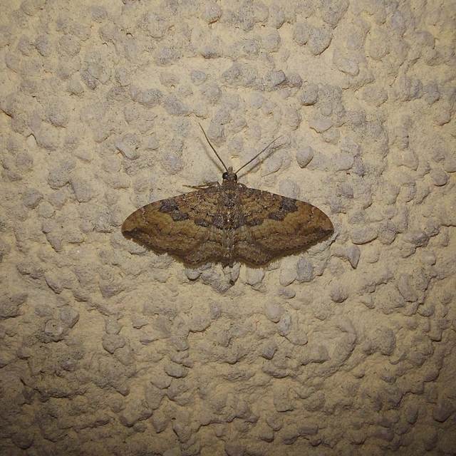 Orthonama obstipata - vándoraraszoló