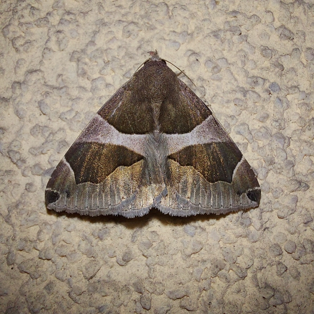 Dysgonia algira - déli porcelánbagoly