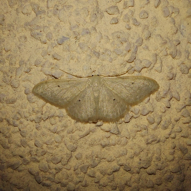 Idaea straminata - szalmasárga sávosaraszoló