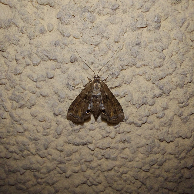 Cataclysta lemnata - békalencsemoly