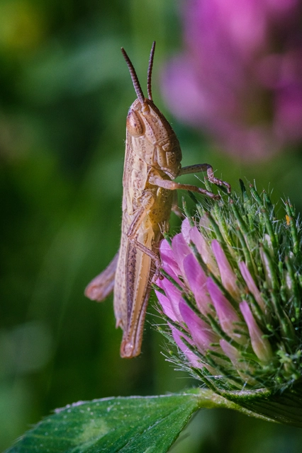 Euchorthippus