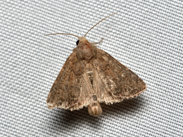 Mesoligia furuncula - kétszínű dudvabagoly