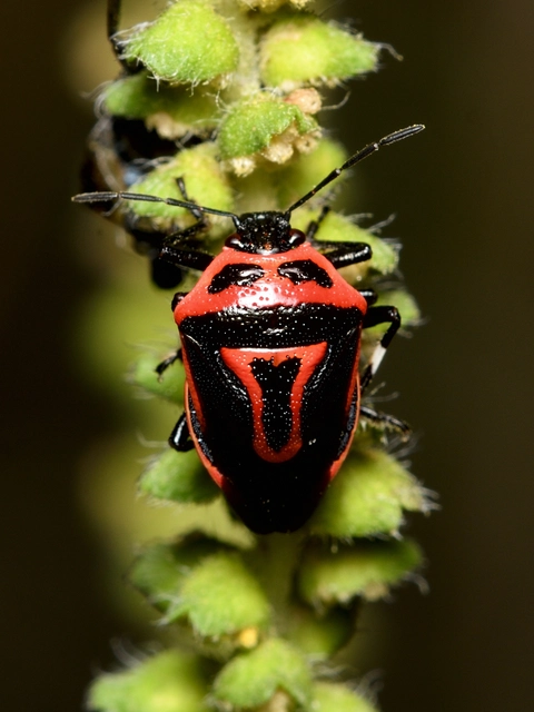 Perillus bioculatus