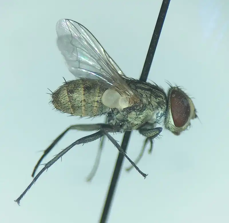 Senotainia albifrons